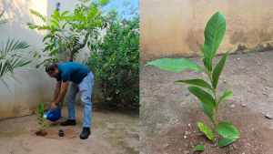 Planting a tree sapling